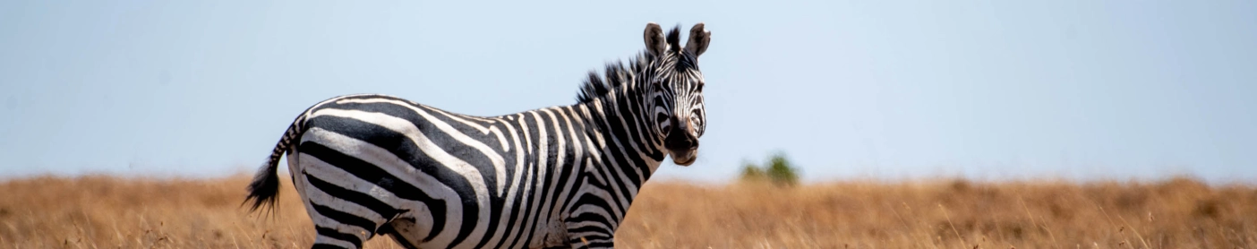 ol pejeta conservancy