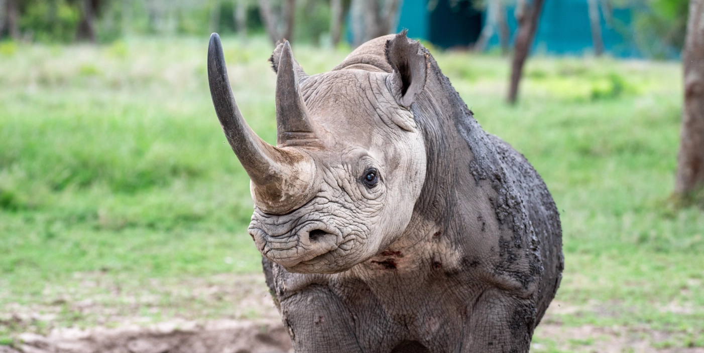 Adopt a Rhino
