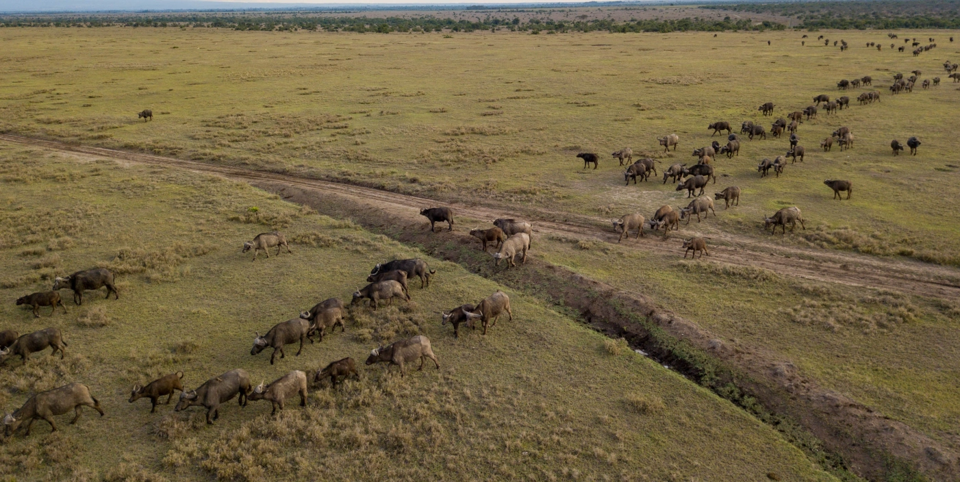 ol pejeta conservancy