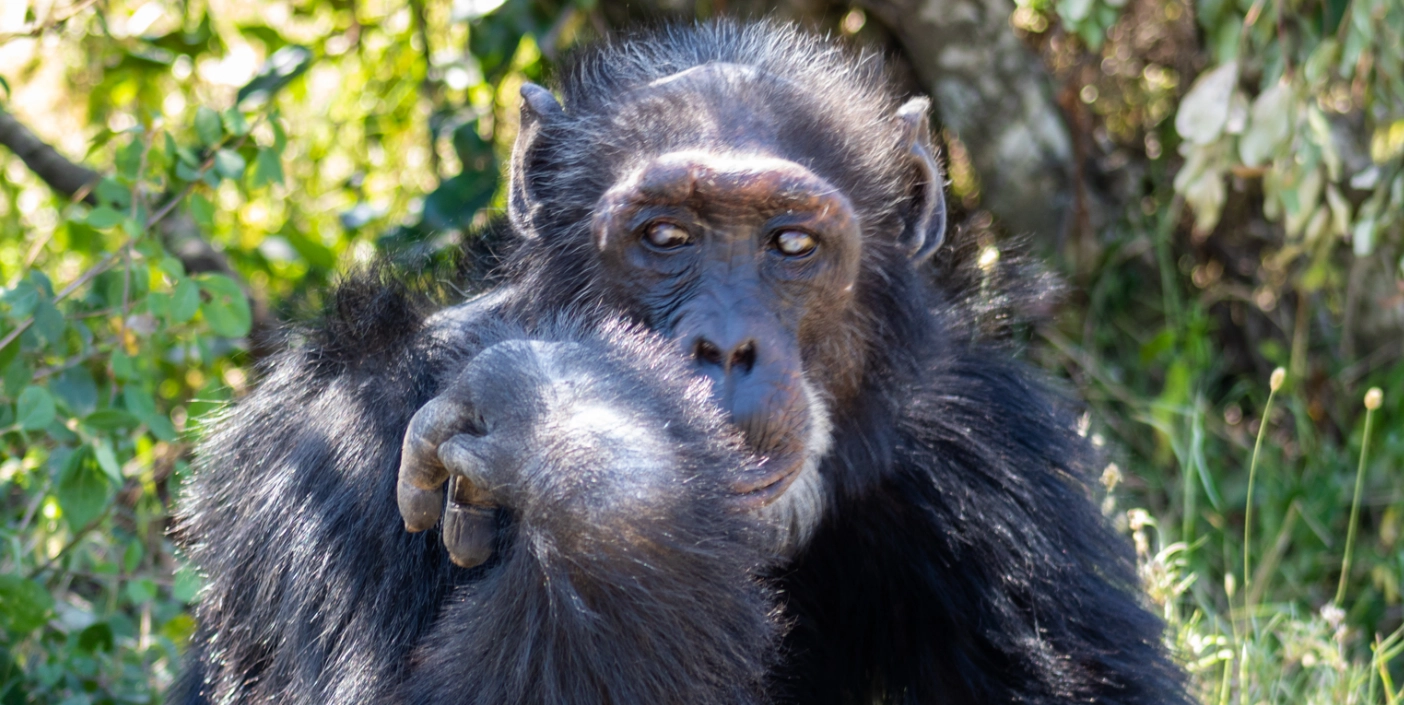 Adopt a Chimpanzee
