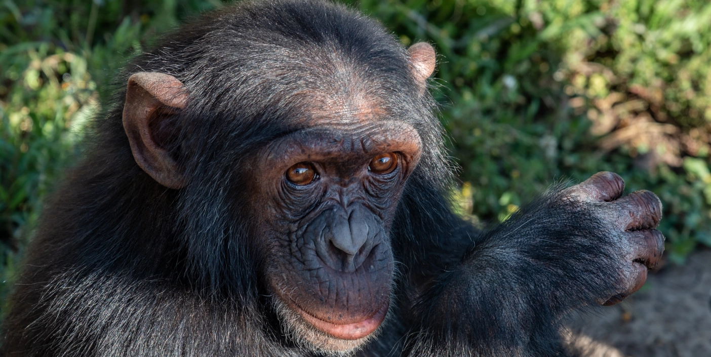 Adopt a Chimpanzee
