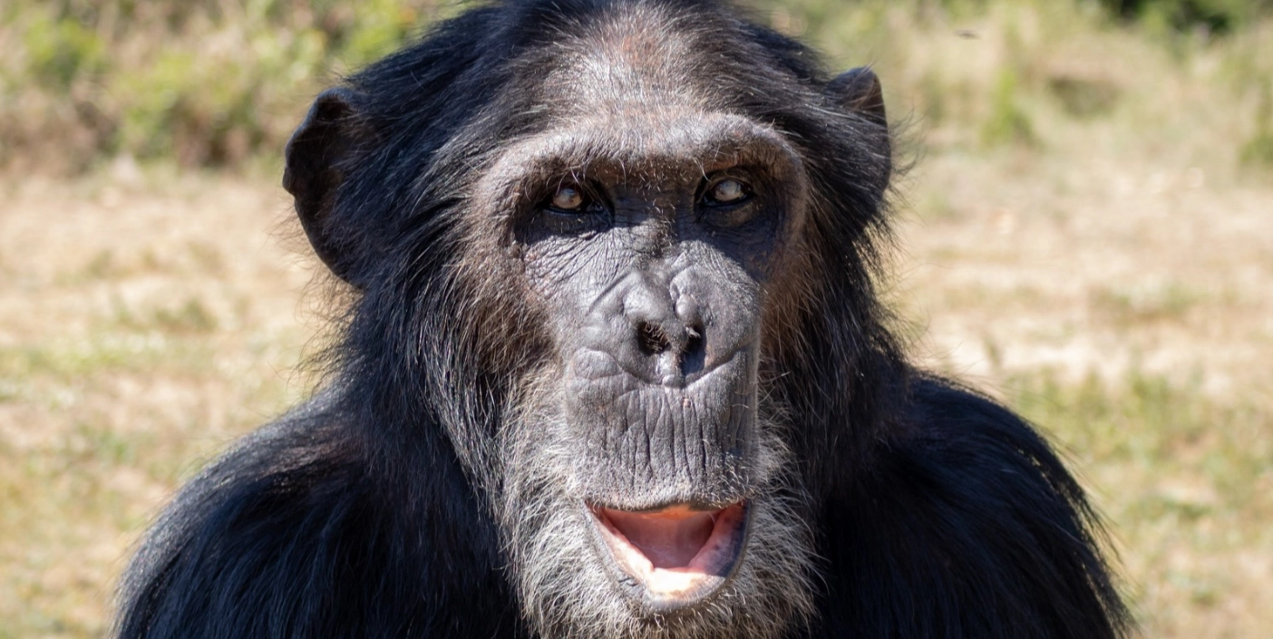Adopt a Chimpanzee
