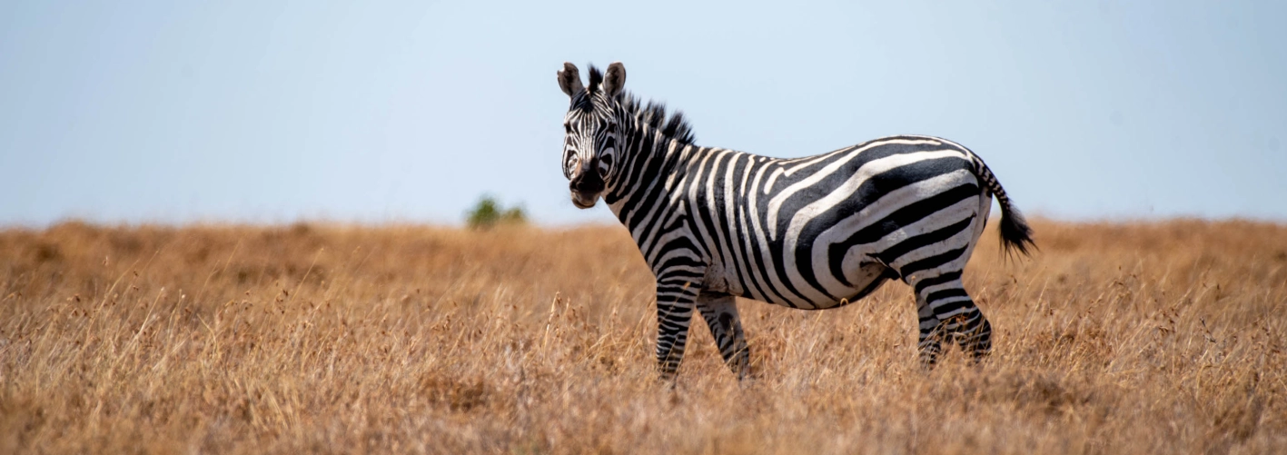 Ol Pejeta Conservancy