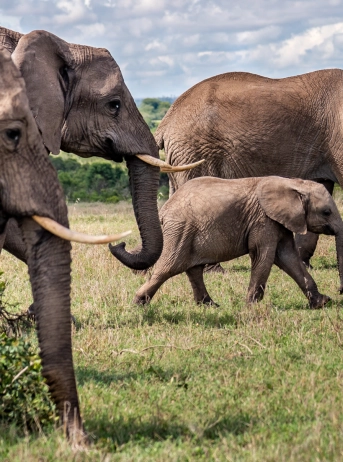 Ol Pejeta Conservancy