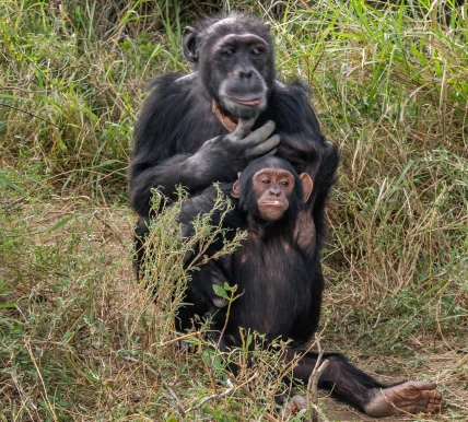 Poco the male Chimpanzee