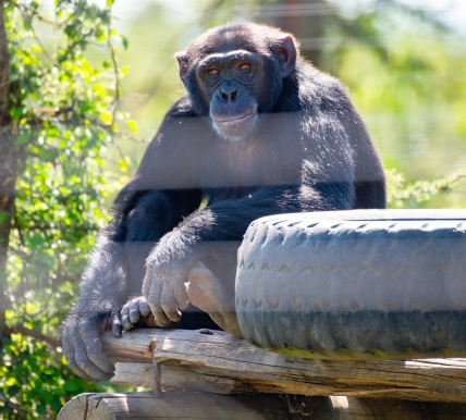 Manno the male Chimpanzee