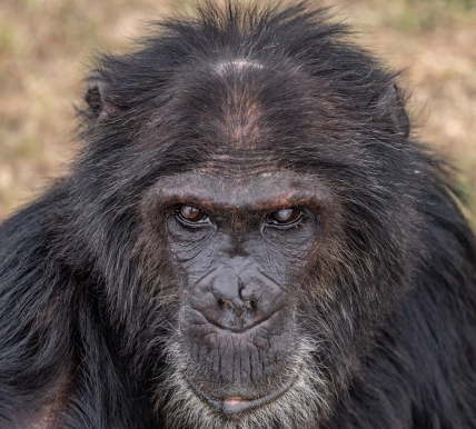 Max the male Chimpanzee