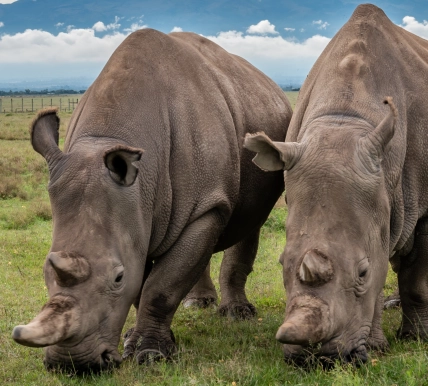 Najin and Fatu grazing