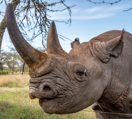 Baraka the blind Rhino