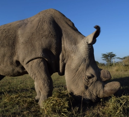 Sudan the rhino