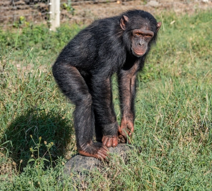 Manno the male Chimpanzee