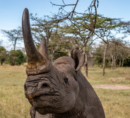 Baraka the blind Rhino