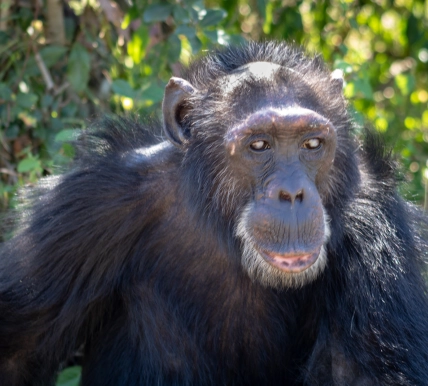 Poco the male Chimpanzee