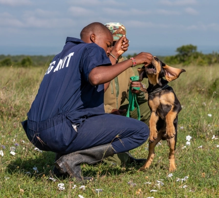 K9 training