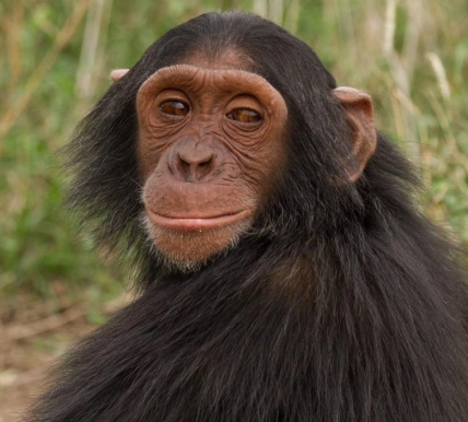 Manno the male Chimpanzee
