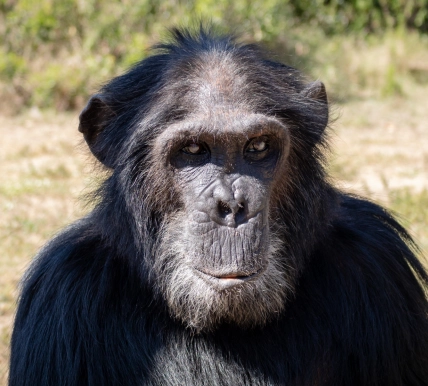 Max the male Chimpanzee