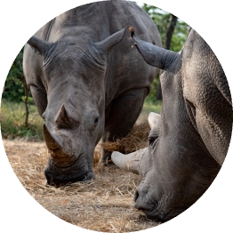 Ol Pejeta Conservancy