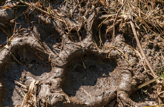 Leave your Footprint