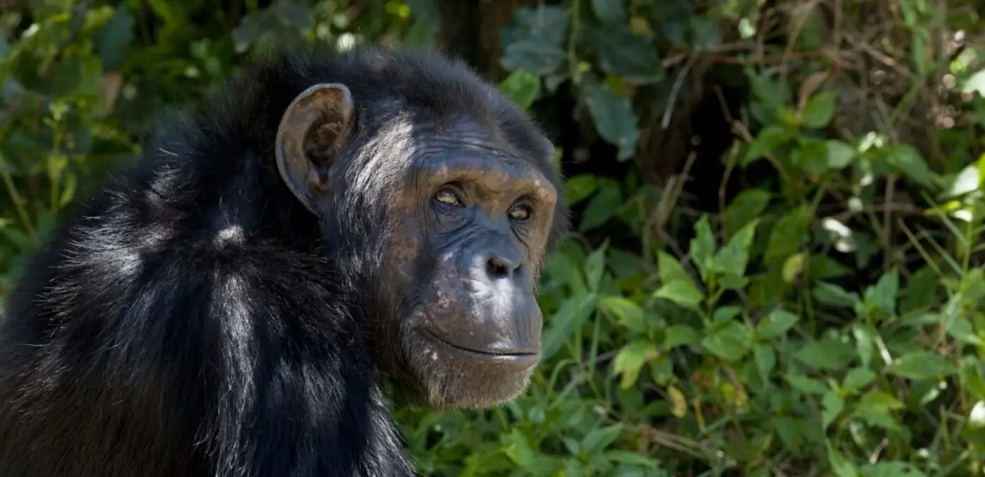 Adopt a Chimpanzee
