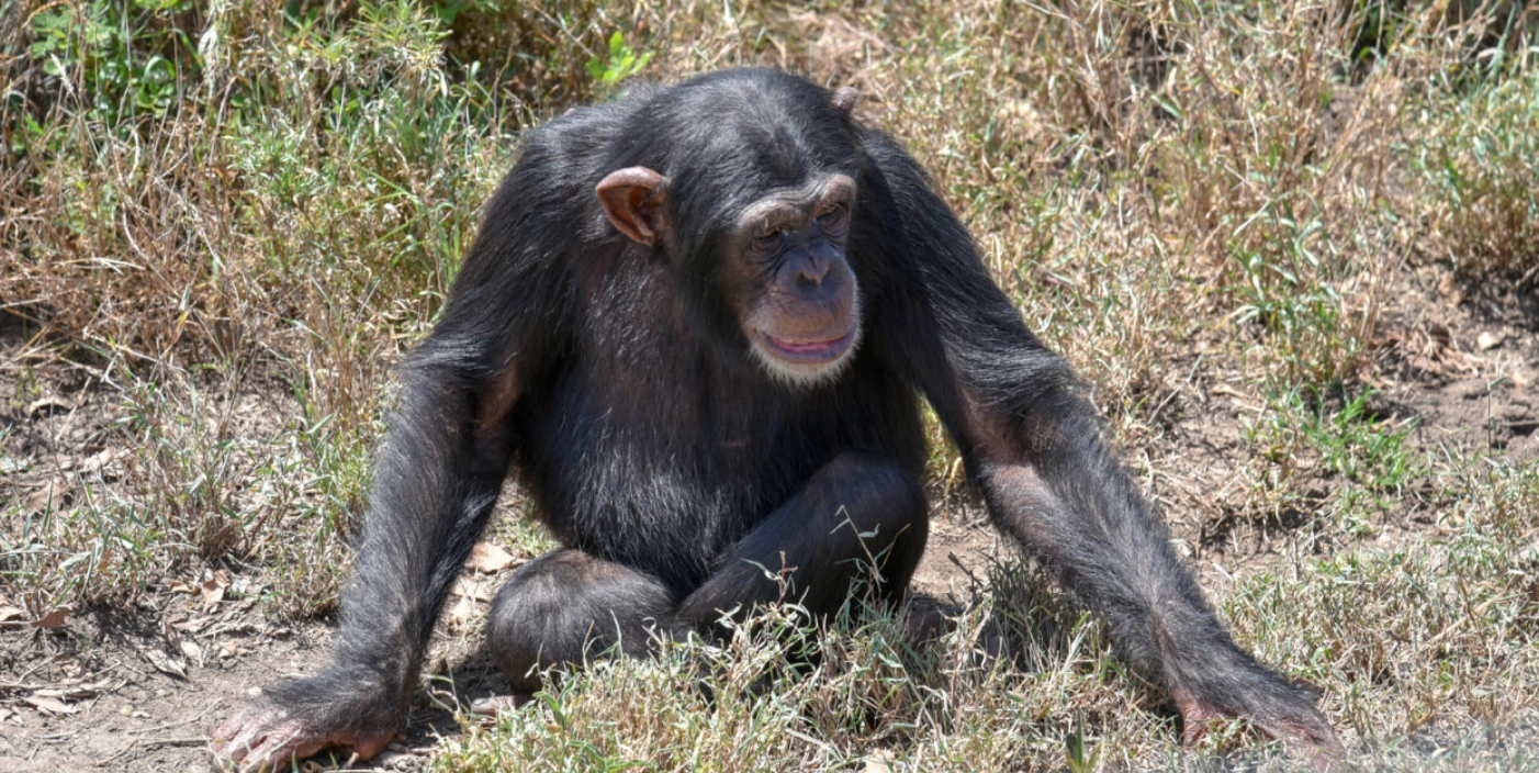 Adopt a Chimpanzee

