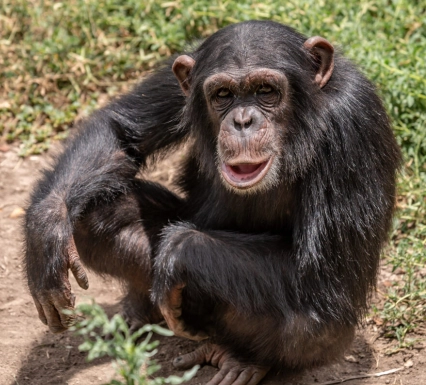 Bo the female Chimpanzee
