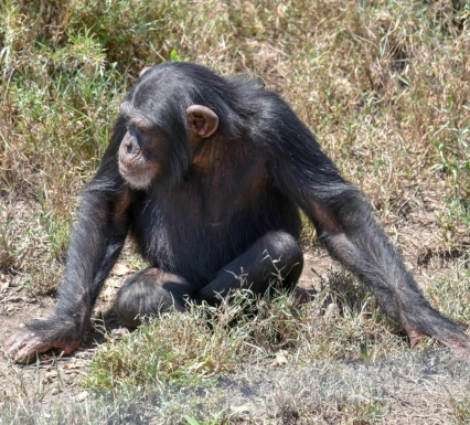 Bo the female Chimpanzee