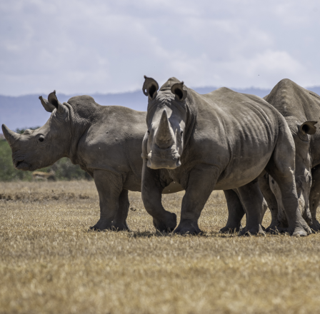 Rhino Sundowner Event