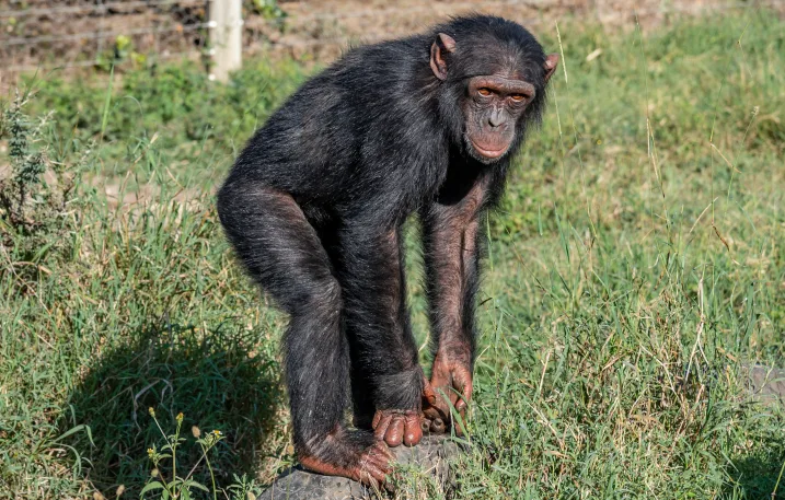 Chimpanzees